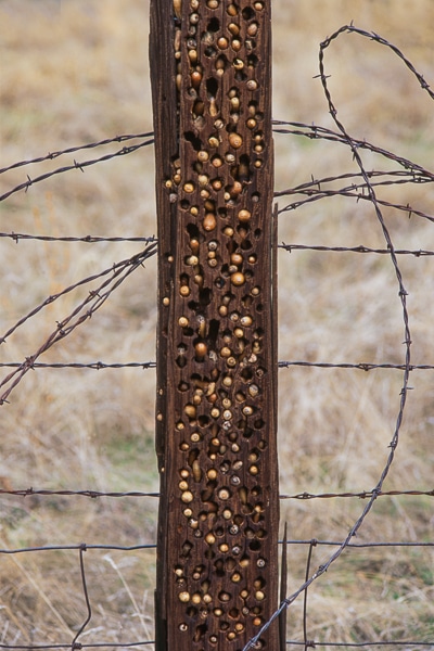 acorn woodpecker granary 01