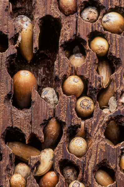 acorn woodpecker granary 02