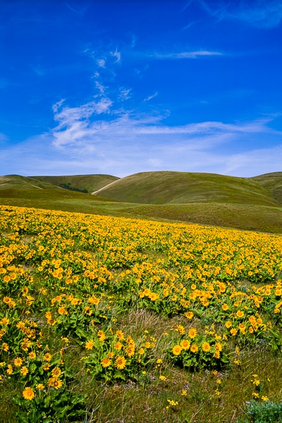 balsamroot
