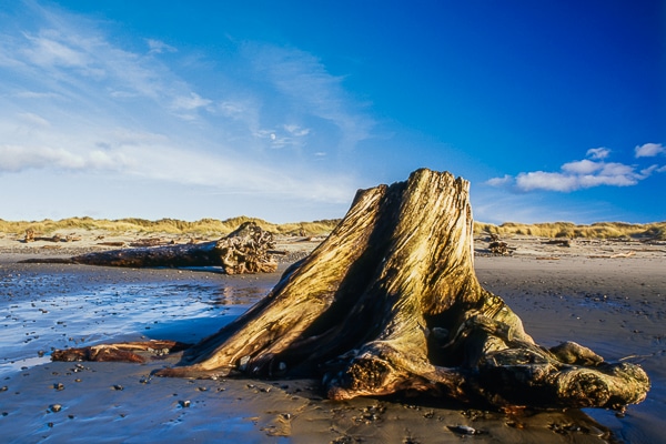 beach log