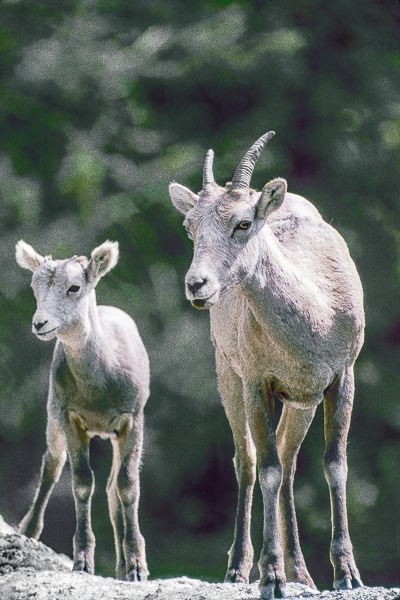 bighorn sheep