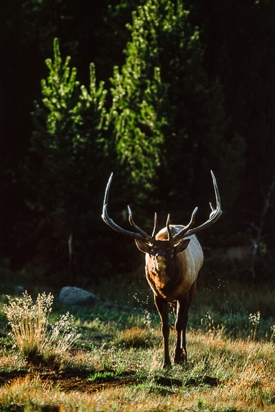 bull elk