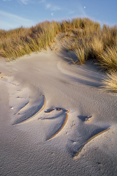 bull kelp in sand