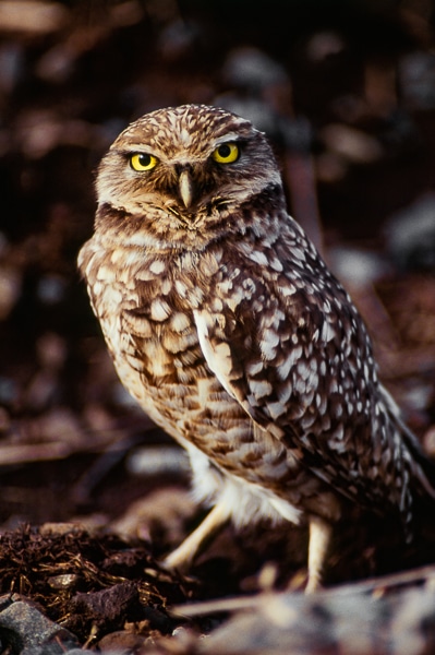 burrowing owl