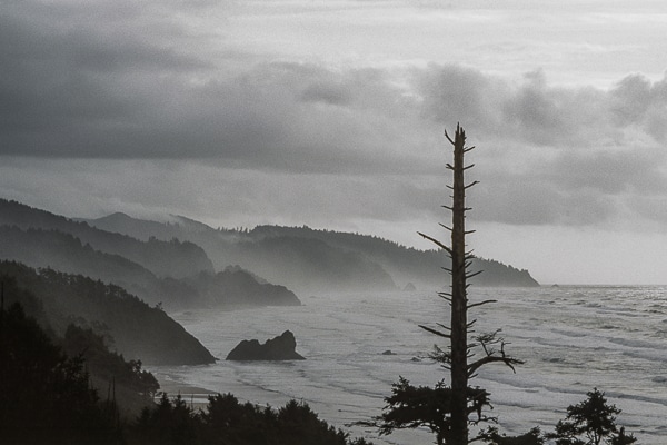 cape falcon