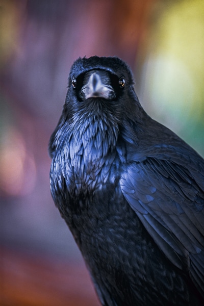 common raven 02