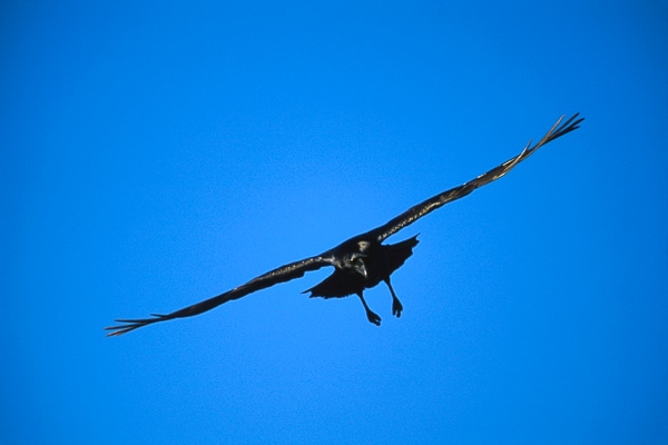 common raven 03