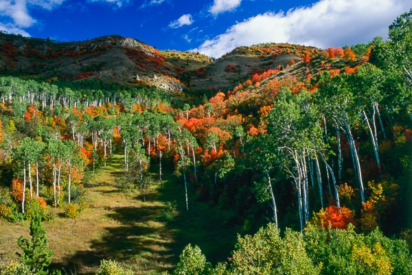 fall colors