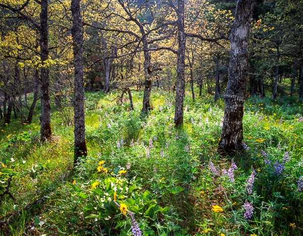 five oak trees