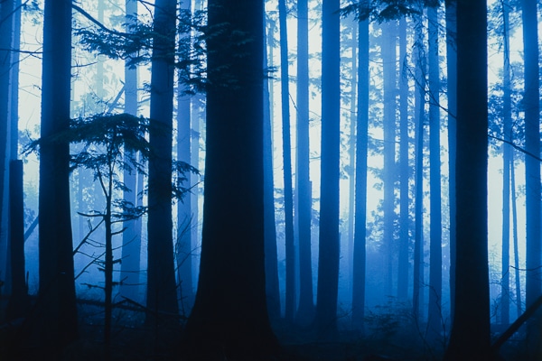 forest at dusk 01