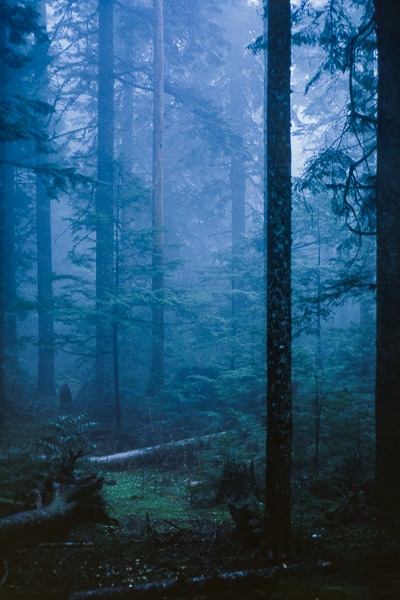 forest at dusk 02