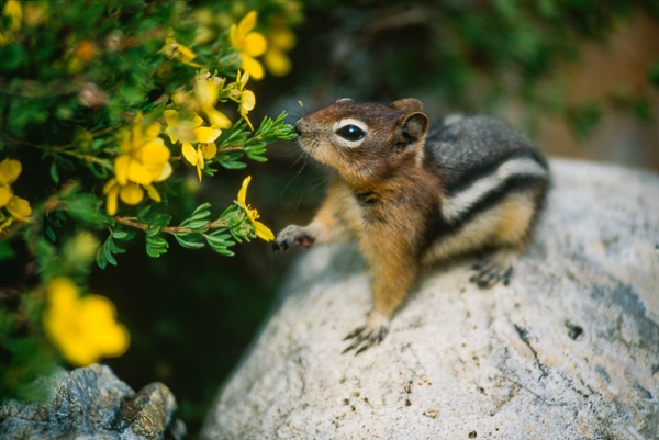 golden-mantled ground squirrel
