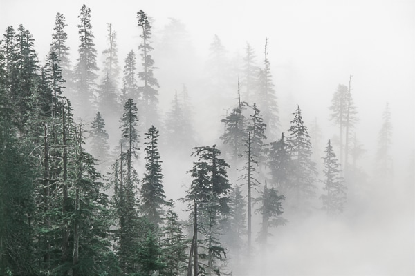 old growth temperate rainforest in fog