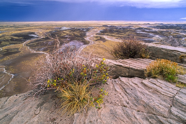 petrified forest viewpoint