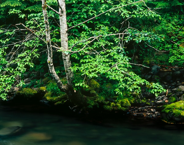 riparian red alders 01