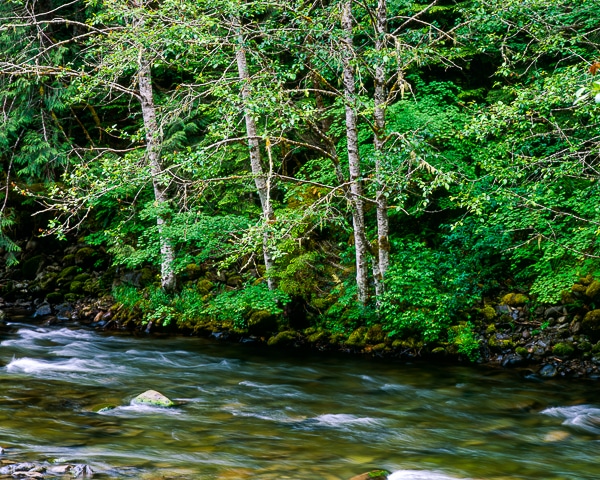 riparian red alders 02