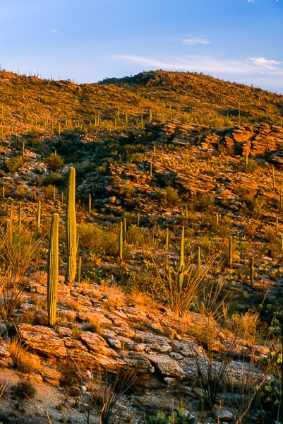 saguaro sunset