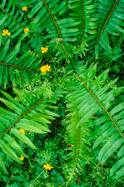 sword fern