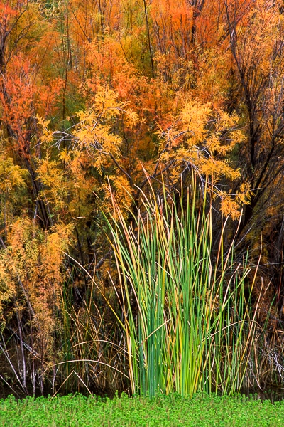 tamarisk fall colors