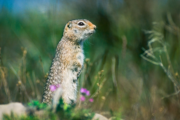 washington ground squirrel