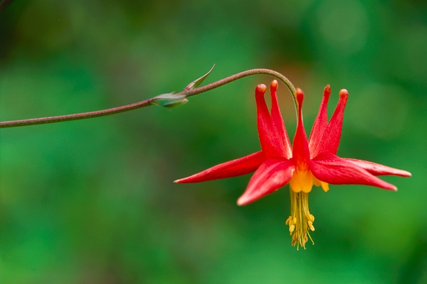 western columbine