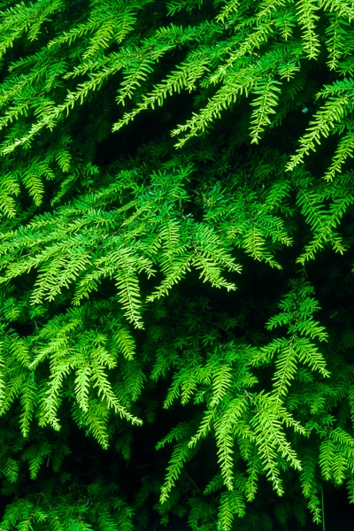 western hemlock boughs