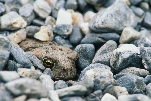 western toad 02